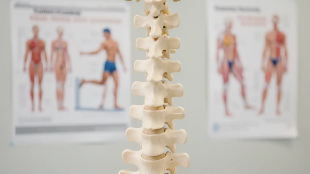 Generic image of a spine model with clinical lighting.
