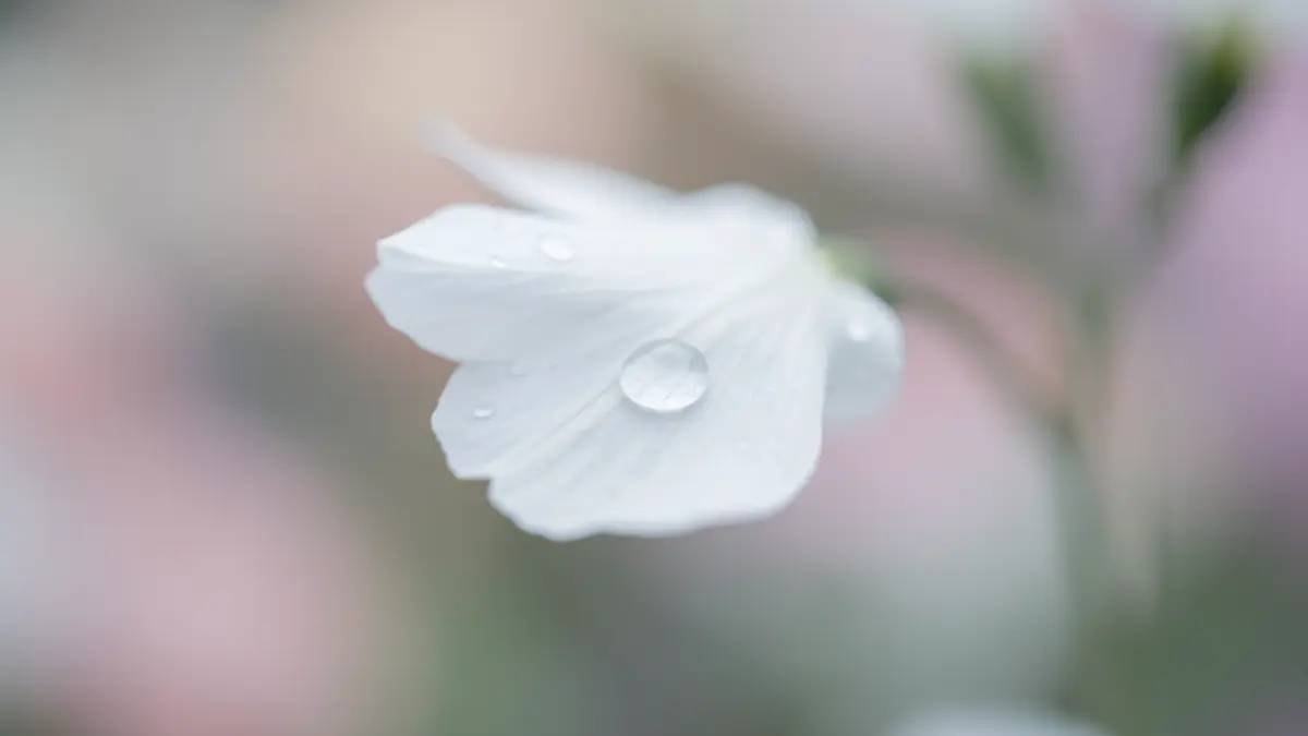 Imagen genérica de un pétalo de flor blanca con una gota de rocío, simbolizando la pérdida.